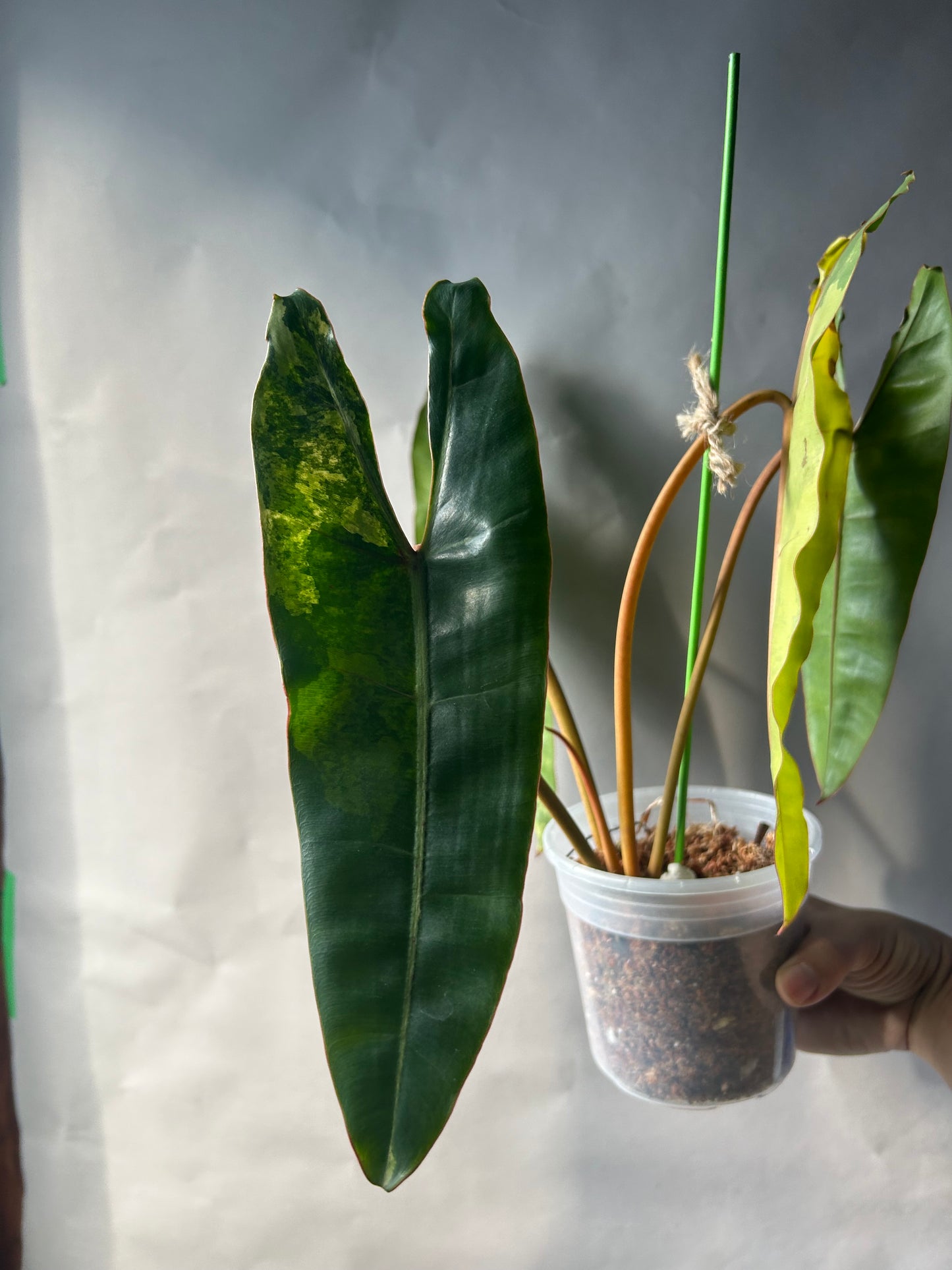 The Never Out Trend Philodendron Combo