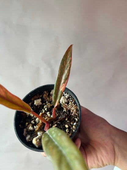 Philodendron Caramel Marble