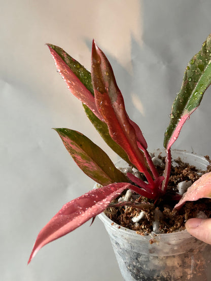 Philodendron Caramel Marble Variegated