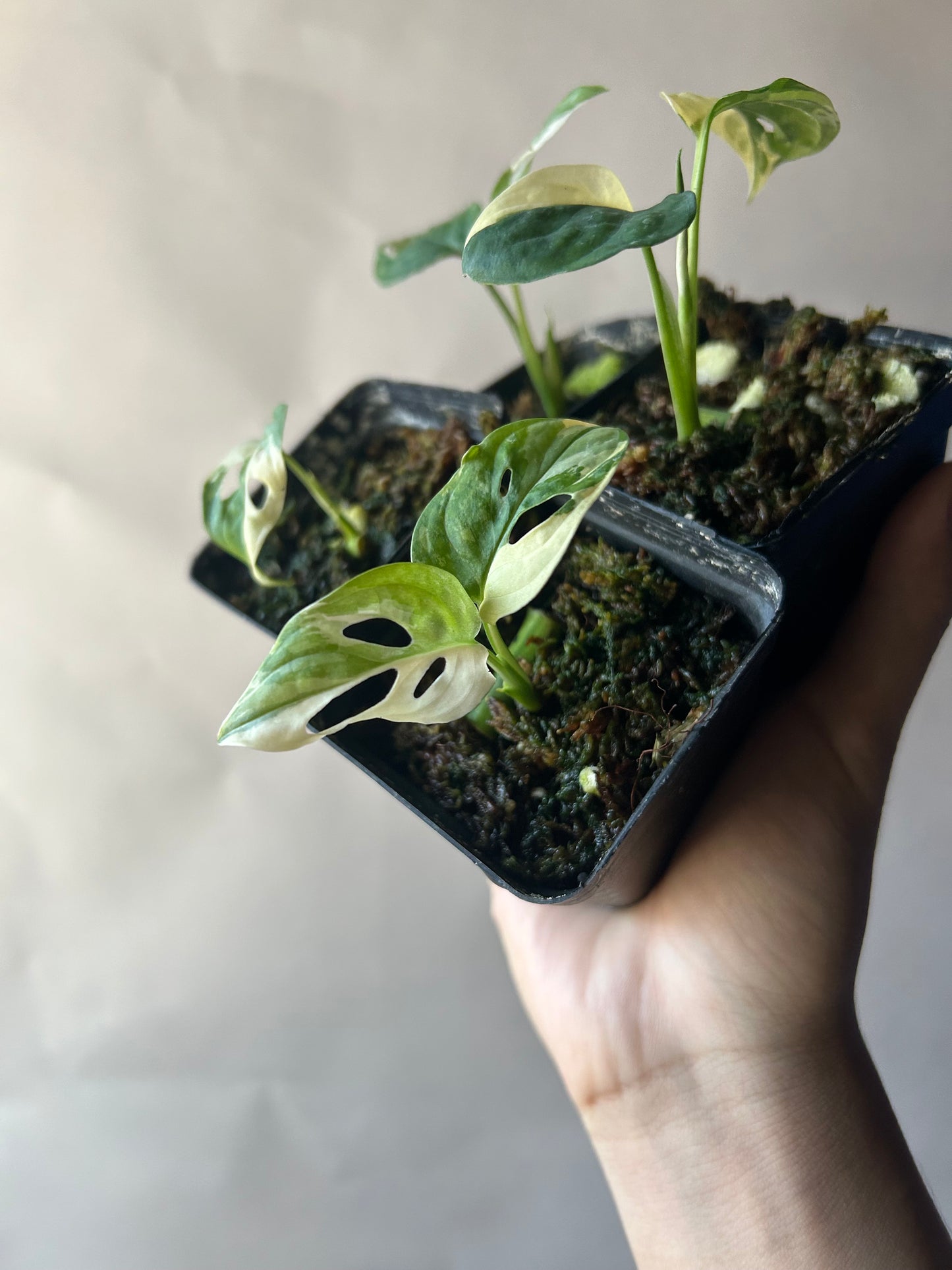 Set of 4 Monstera Adansonii Tricolor aka Albo