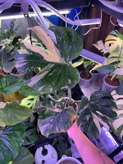 Monstera Medusa