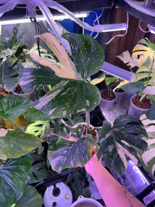 Monstera Medusa
