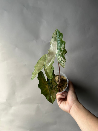 Alocasia Pseudo Albo/Pink