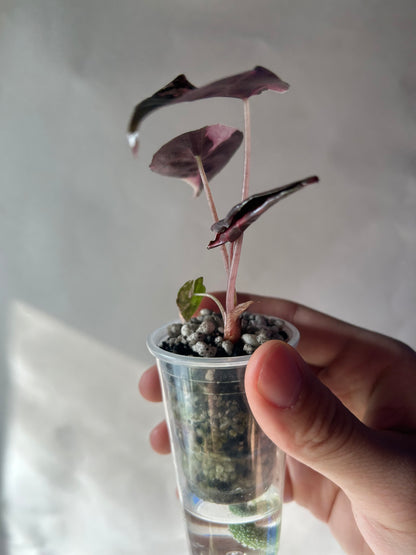 Alocasia Chantrieri Pink