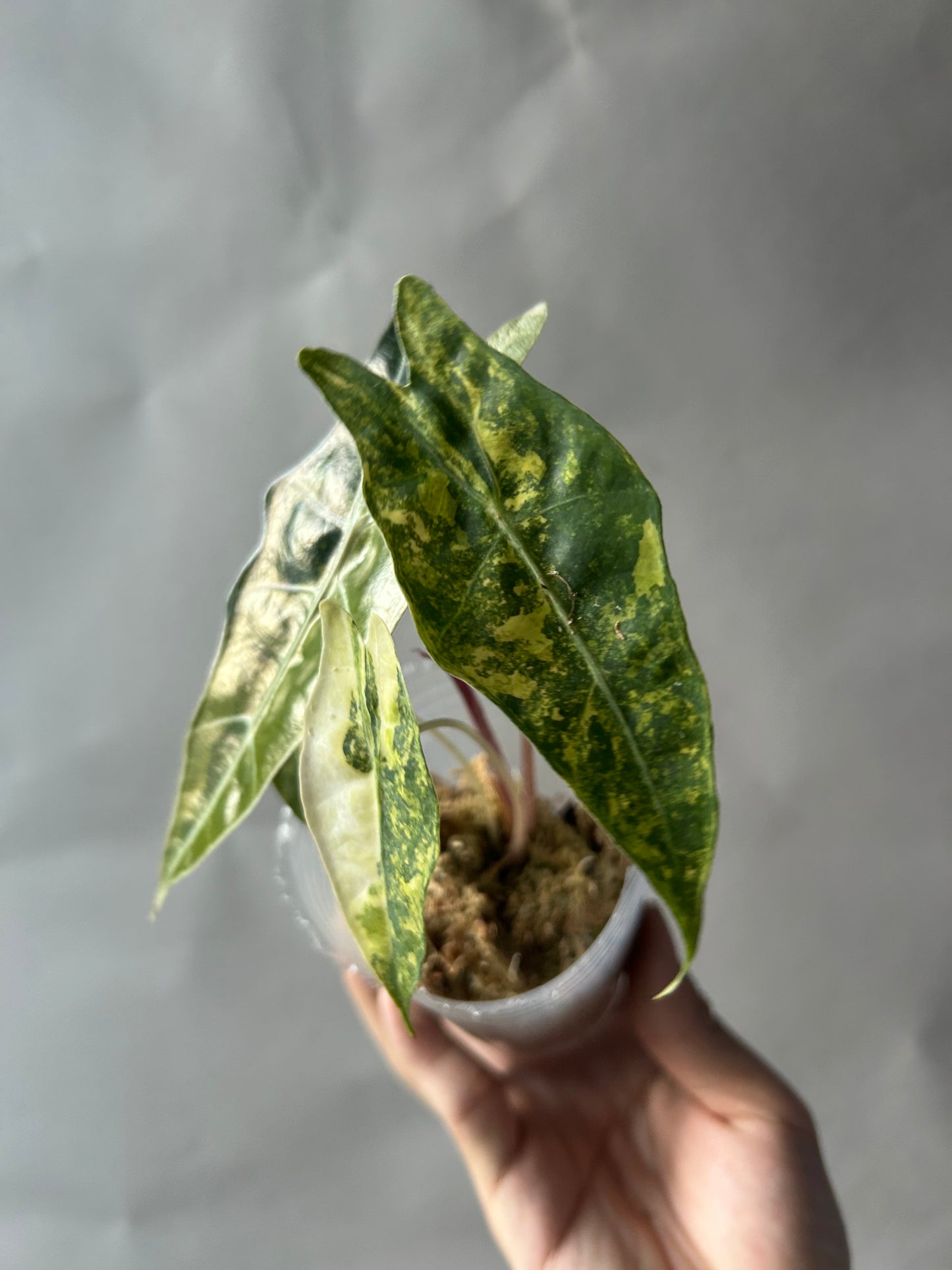 Alocasia Sanderiana Bull Aurea