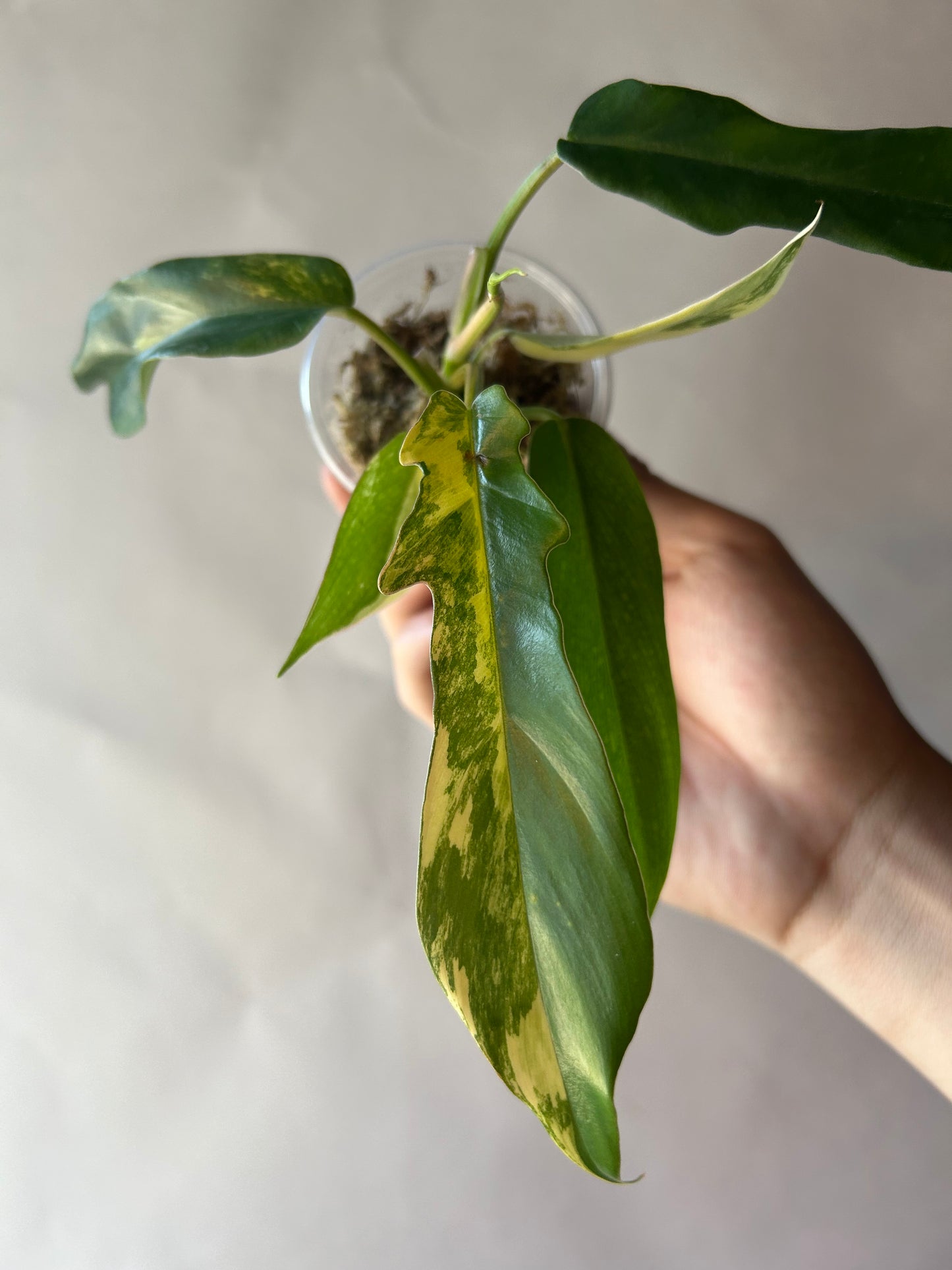 Philodendron Flobe x Tortum