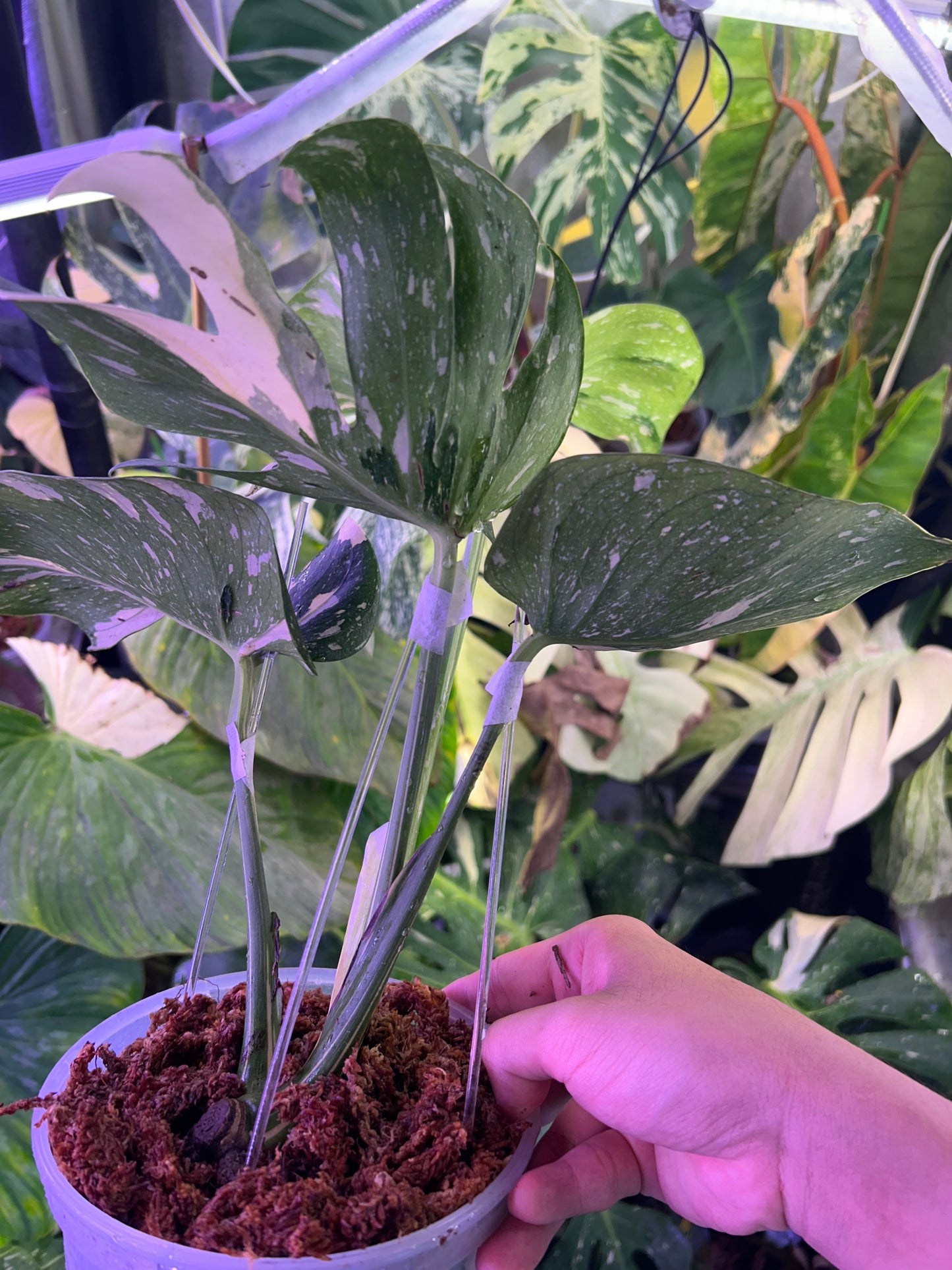 Monstera Medusa