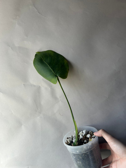 Monstera Green on Green Variegation ( Large Form )