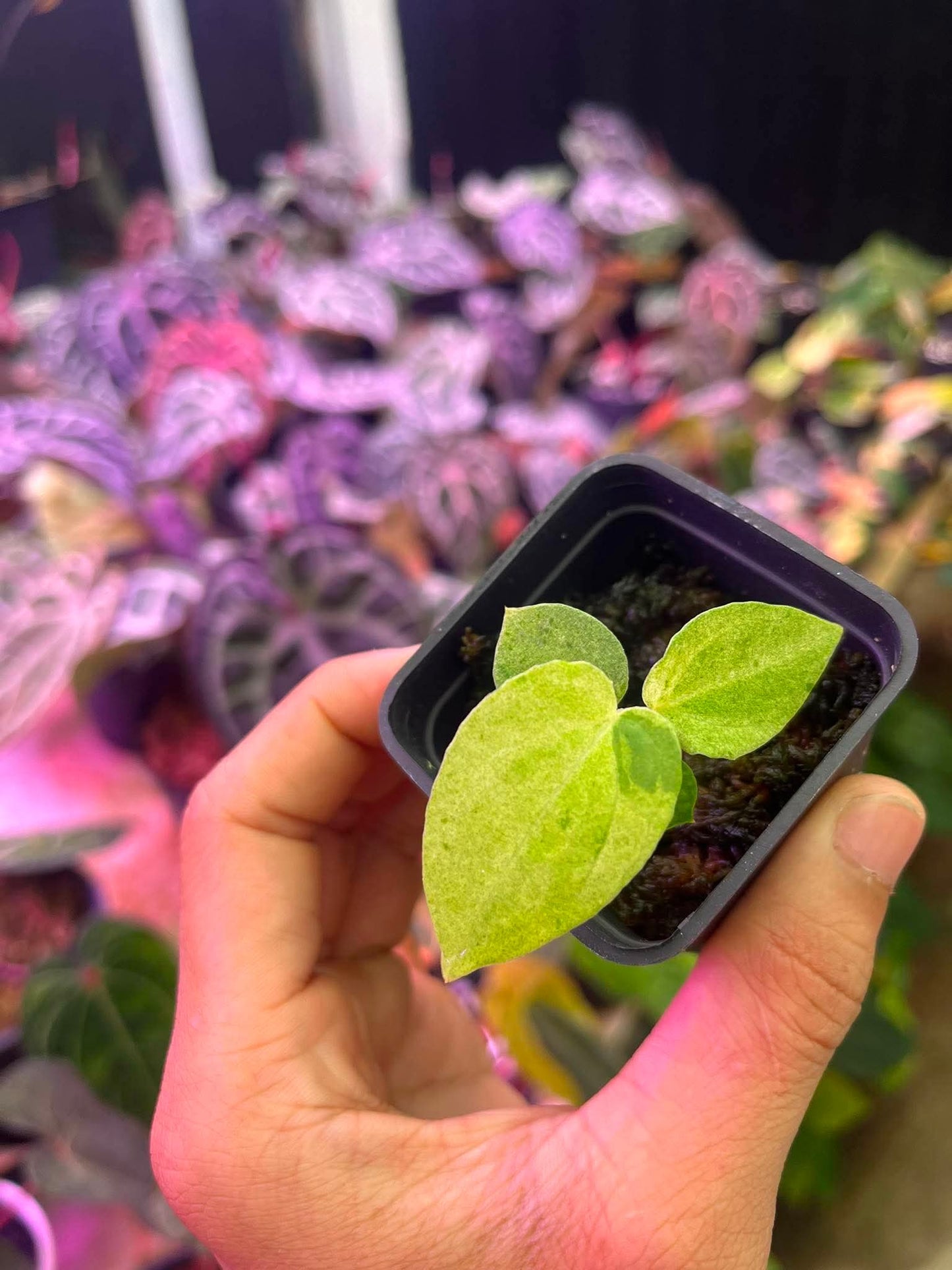 Variegated Anthurium (Pap Var x RL) x (DocBlock x RVDP) by Han Kirok