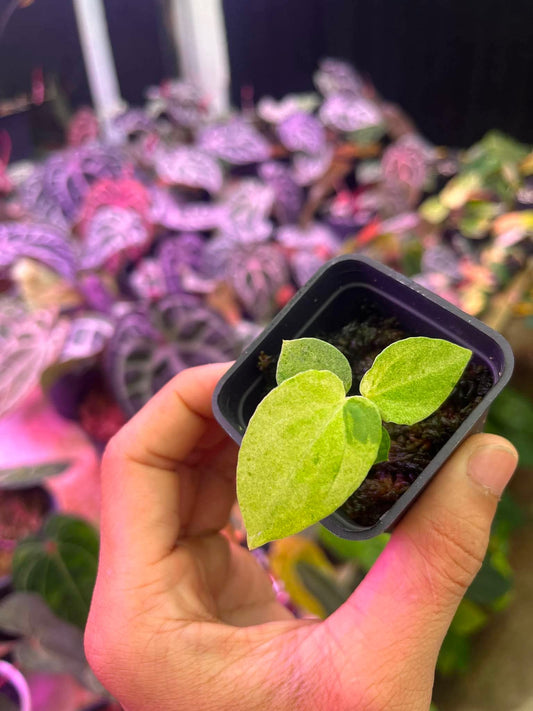 Variegated Anthurium (Pap Var x RL) x (DocBlock x RVDP) by Han Kirok