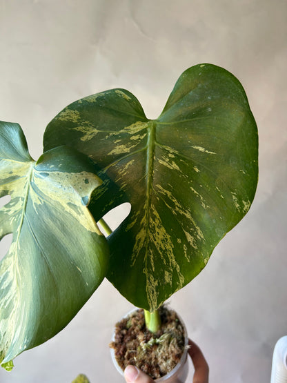 Monstera Deliciosa Vietciosa