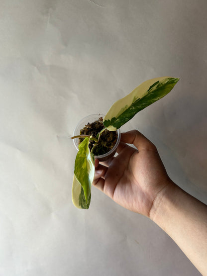 Philodendron Flobe x Tortum