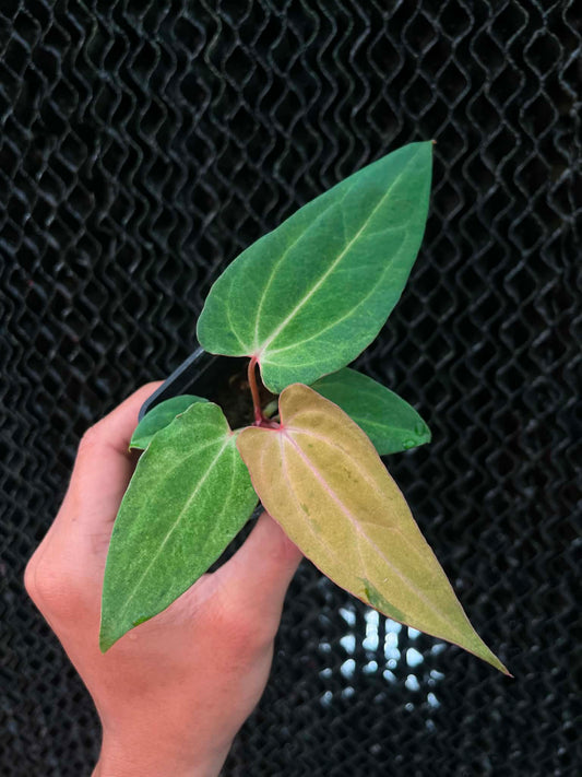 Variegated Anthu ( DH x RVC ) Var x Anthu ( DH x RVC) by Han Kirok