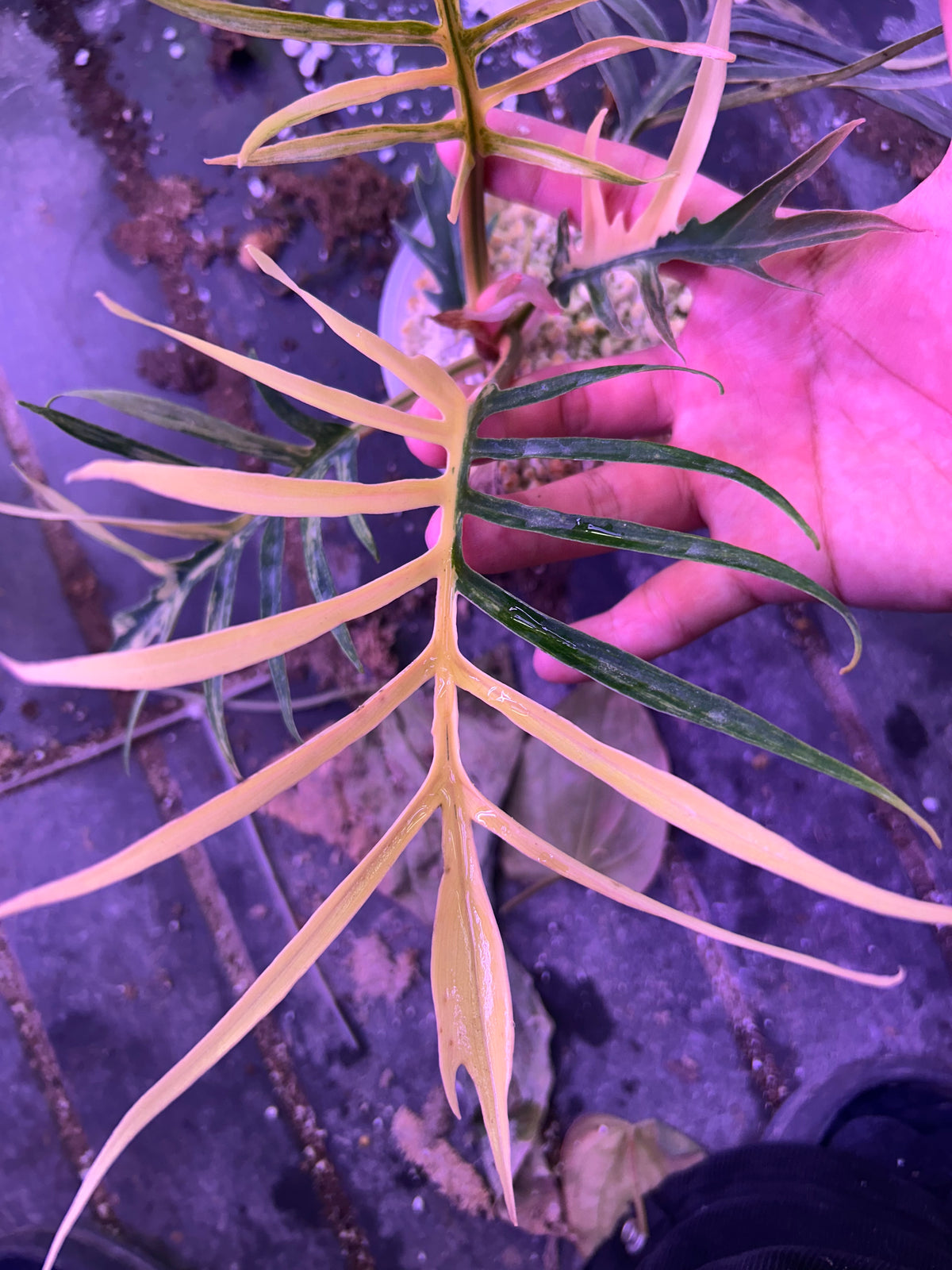 Philodendron Tortum Variegated