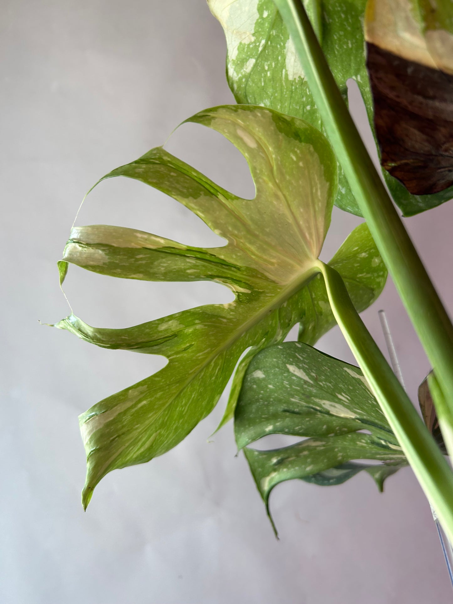 Monstera Medusa