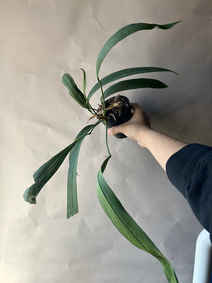 Anthurium Vittarifolium