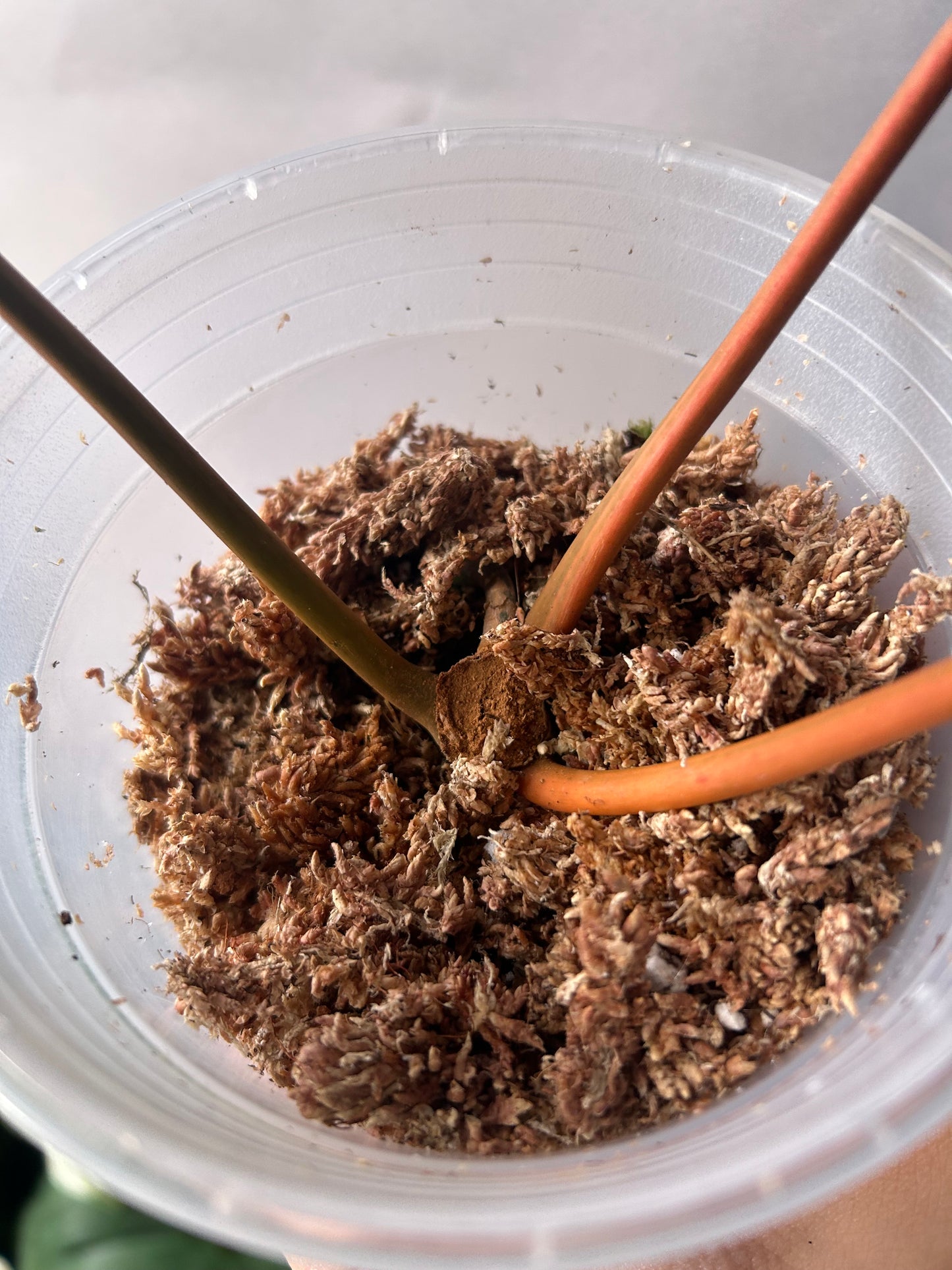 Philodendron Billitiae Cutting