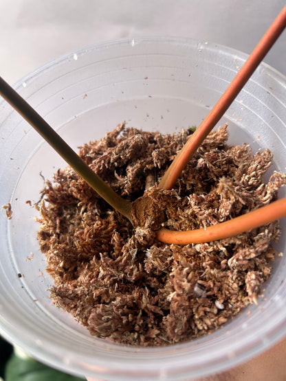 Philodendron Billitiae Cutting