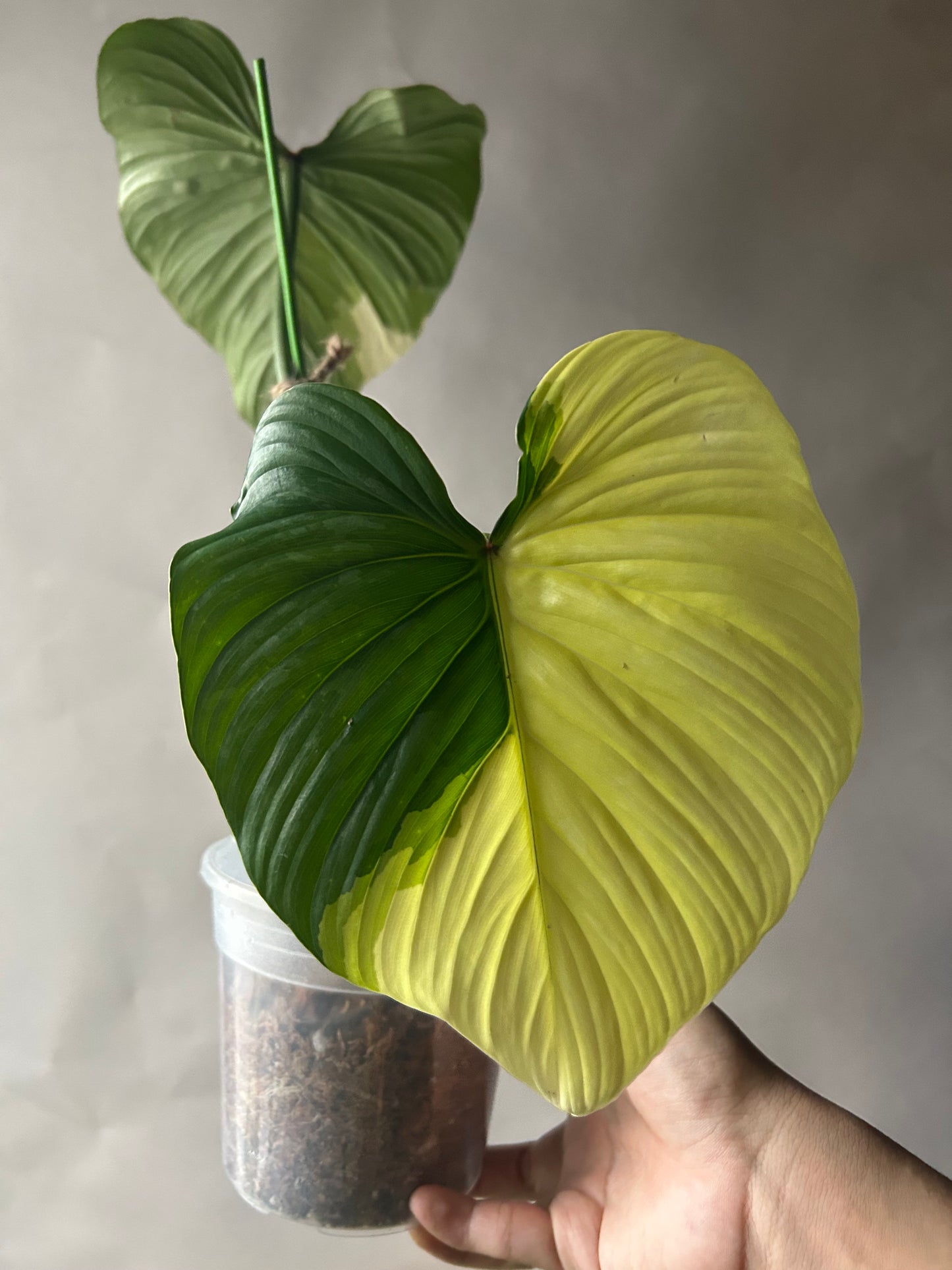 Philodendron Pastazanum Albo Type 1