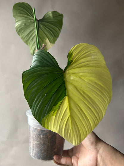 Philodendron Pastazanum Albo Type 1