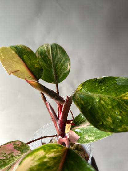 Philodendron White Knight Tricolor