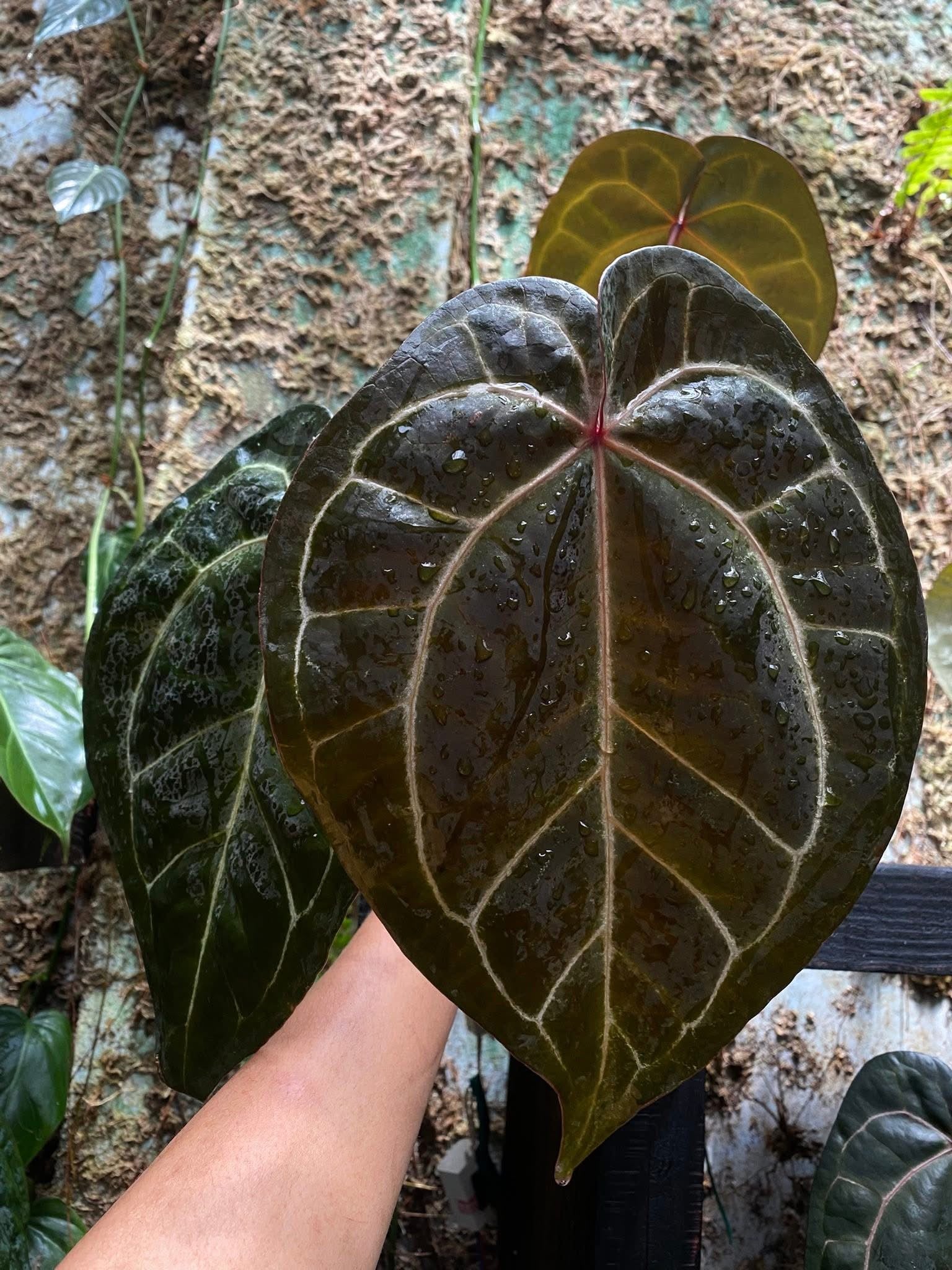 All Plant – The Realm Of Leaf