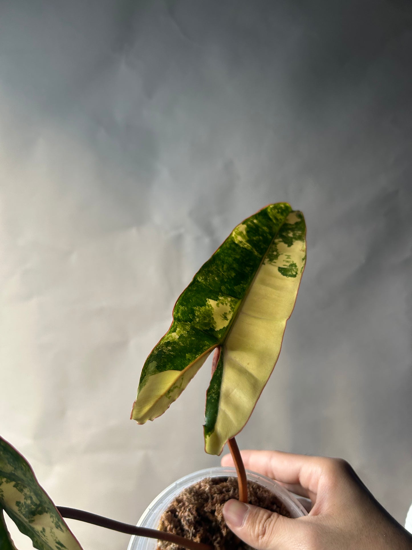 Philodendron Billitiae Cutting