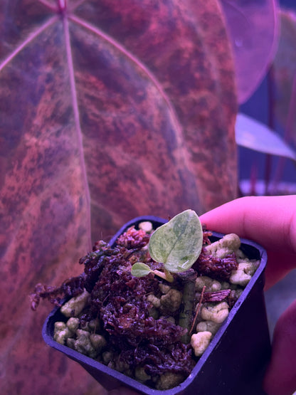 Anthurium AOS ‘Tezula’ x RVDP Clone