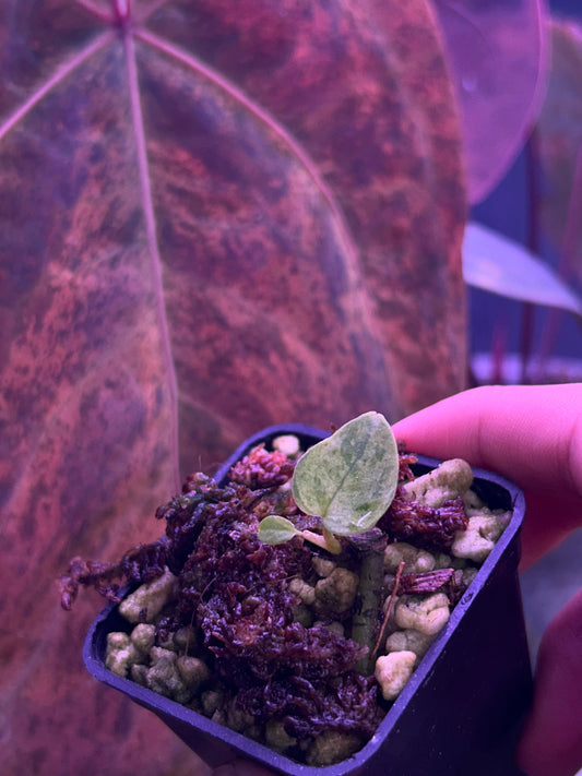 Anthurium AOS ‘Tezula’ x RVDP Clone