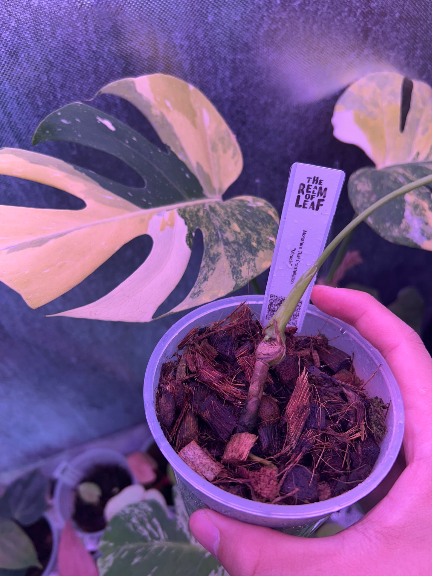 Monstera Thai Constellation Miracle Cutting