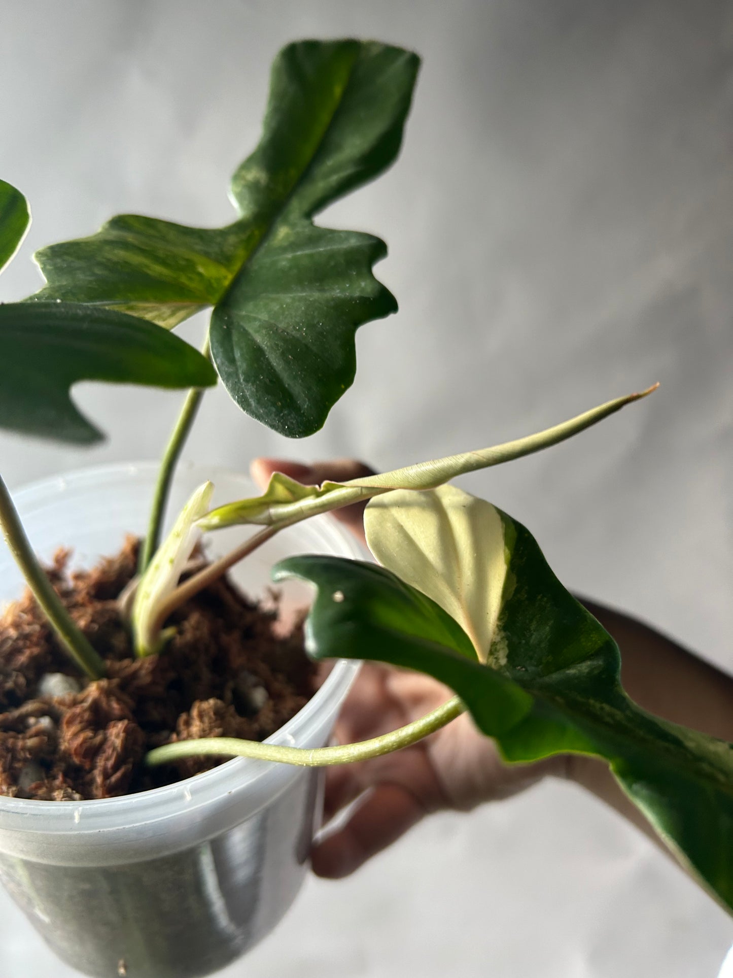 Philodendron Florida Beauty x Mayoi