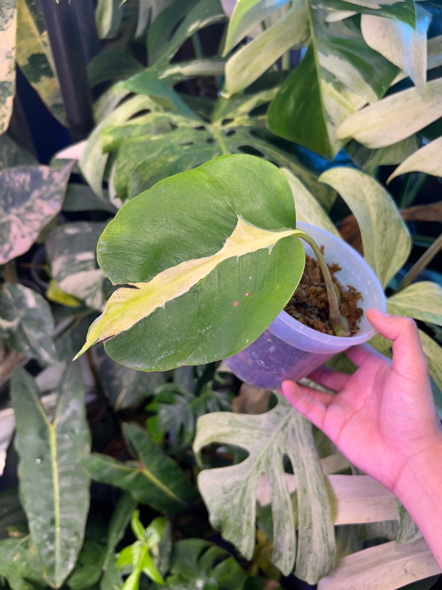 Monstera White Lava