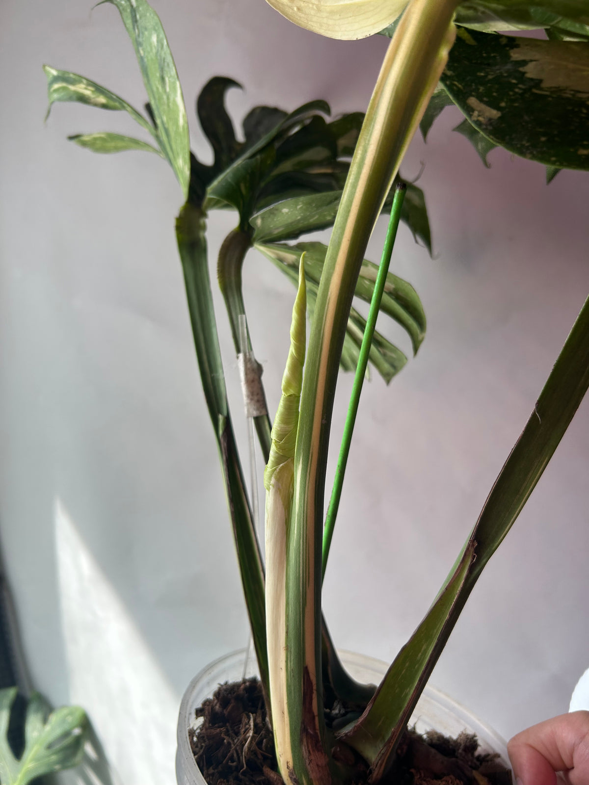 Monstera Medusa XXXL