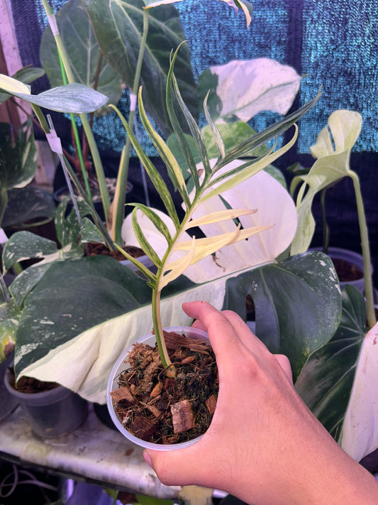 Philodendron Tortum Variegated Mid Cut