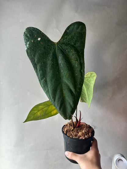 Anthurium RVDP x Portillae “ Dorito “