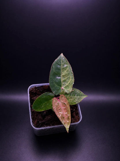 Variegated Anthurium ( Crystallium x Michelle) x ( BVEP x RL)