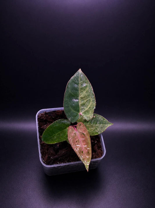 Variegated Anthurium ( Crystallium x Michelle) x ( BVEP x RL)