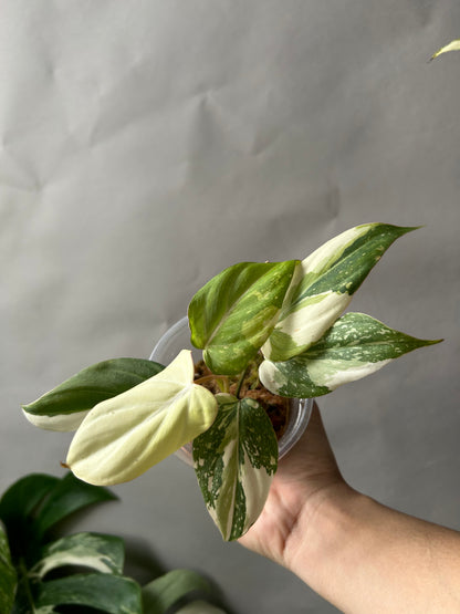 Philodendron Gloriosum Tricolor aka Galaxy