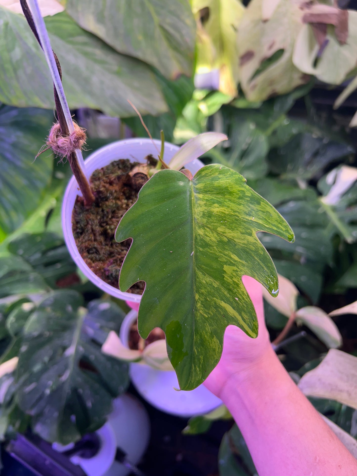 Philodendron Mayoi Variegated