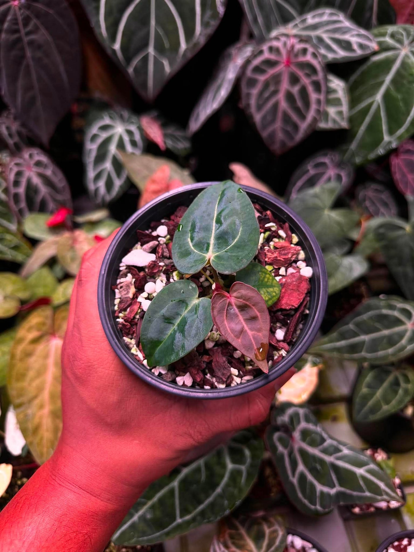 Anthurium (Carlablackie ‘District’ x Carlablackie RA8) S1