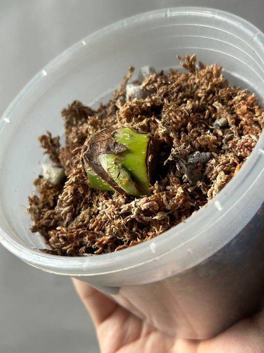 Philodendron Pastazanum Albo