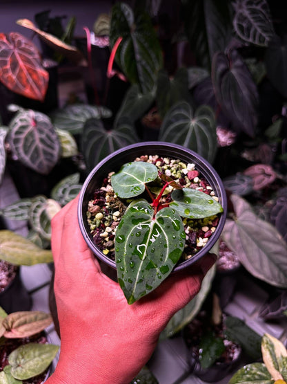 Anthurium Carlablackie (‘District’ x RA8) S1