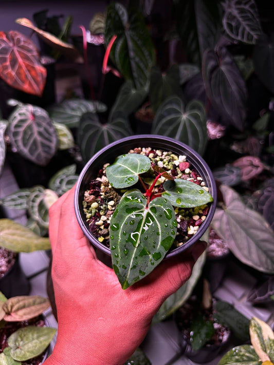 Anthurium Carlablackie (‘District’ x RA8) S1