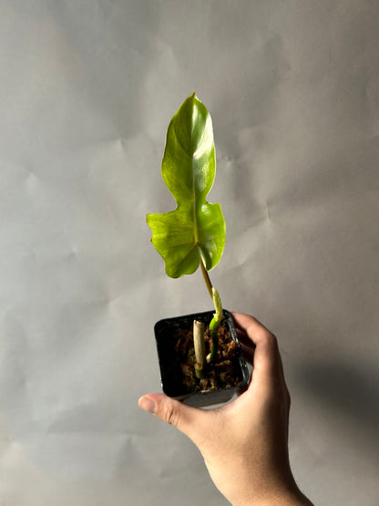 Philodendron Florida Beauty X Mayoi ( Kitina )