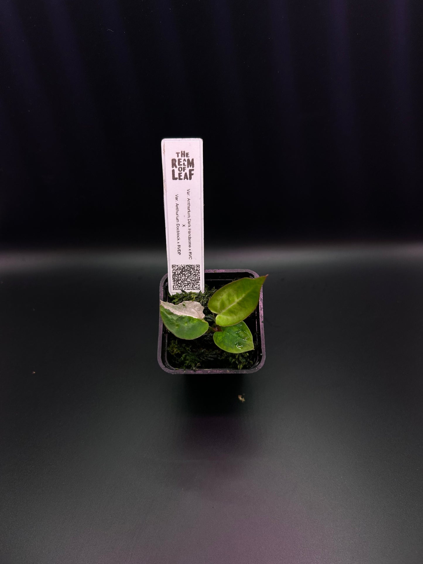 Pink Variegated Anthurium ( DH x RVC) x ( Docblock x RVDP)