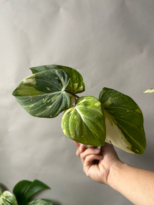 Philodendron Gloriosum Galaxy