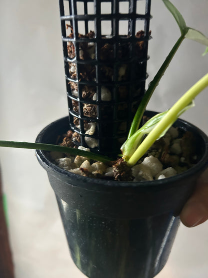 Philodendron Golden Dragon Variegated