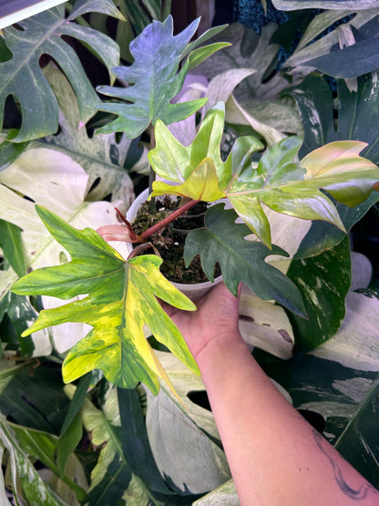 Philodendron Mayoi Variegated