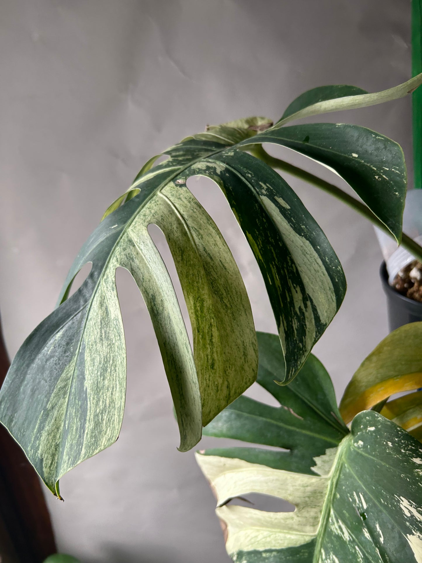 Monstera Deli x Bors Mint ( True Mint )