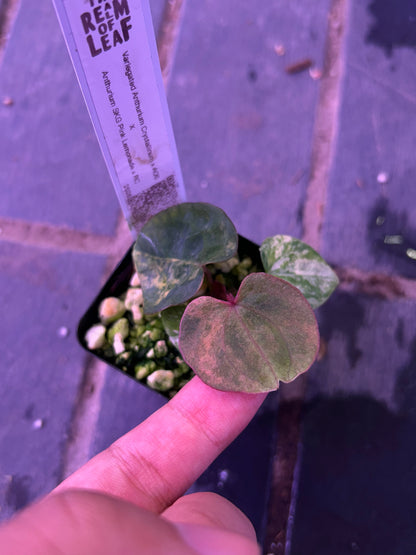 Selected - Variegated (Crystallium x AOS) x (SKG Pink Lemonade x RC) by TN
